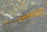 Ordovician Crinoid Fossils - Kaid Rami, Morocco #102842-1